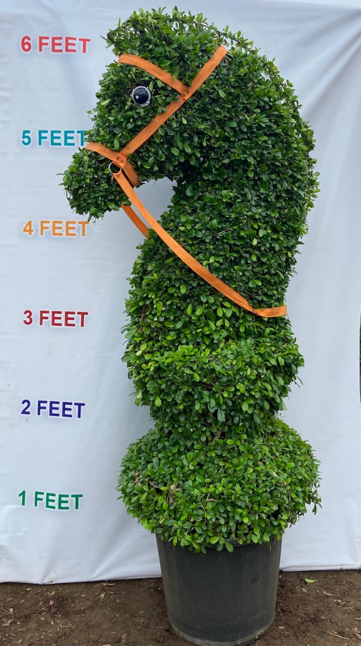 Malphigia Horse Shape Custom Topiary